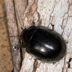 Paropsisterna morio at Flynn, ACT - 26 Aug 2024 02:18 PM