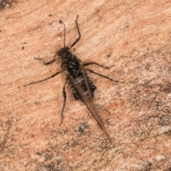 Aphididae (family) at Flynn, ACT - 26 Aug 2024 by kasiaaus