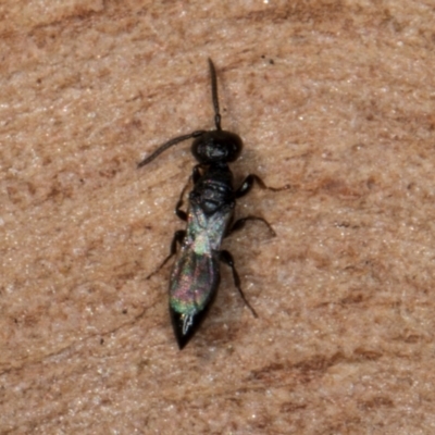 Unidentified Wasp (Hymenoptera, Apocrita) at Flynn, ACT - 26 Aug 2024 by kasiaaus