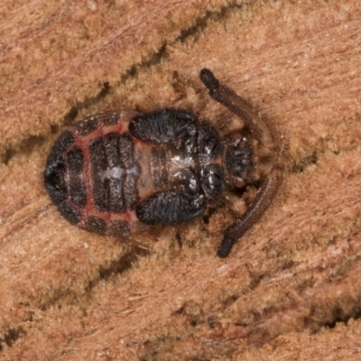 Aradellus cygnalis (An assassin bug) at Flynn, ACT - 26 Aug 2024 by kasiaaus