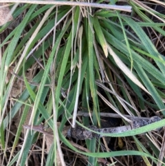 Nassella neesiana (Chilean Needlegrass) at Watson, ACT - 26 Aug 2024 by waltraud