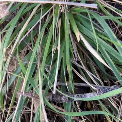 Nassella neesiana (Chilean Needlegrass) at Watson, ACT - 26 Aug 2024 by waltraud