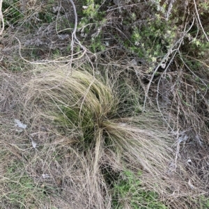 Nassella trichotoma at Watson, ACT - 26 Aug 2024