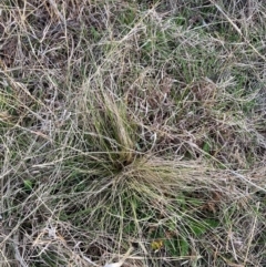 Nassella trichotoma at Watson, ACT - 26 Aug 2024