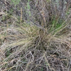 Nassella trichotoma at Watson, ACT - 26 Aug 2024