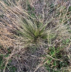 Nassella trichotoma at Watson, ACT - 26 Aug 2024