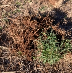 Phalaris aquatica (Phalaris, Australian Canary Grass) at Watson, ACT - 26 Aug 2024 by waltraud