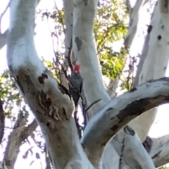 Callocephalon fimbriatum (Gang-gang Cockatoo) at Phillip, ACT - 26 Aug 2024 by shube