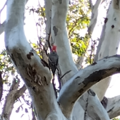 Callocephalon fimbriatum (Gang-gang Cockatoo) at Phillip, ACT - 26 Aug 2024 by shube