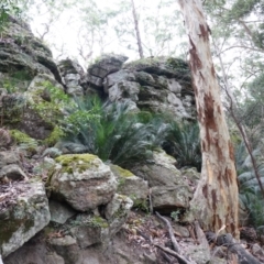 Macrozamia communis (Burrawang) at Jerrawangala, NSW - 17 Apr 2024 by RobG1