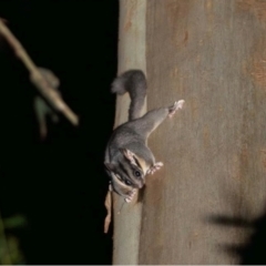 Gymnobelideus leadbeateri (Leadbeater’s Possum) at Powelltown, VIC by MichaelBedingfield