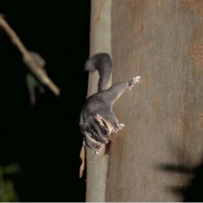 Gymnobelideus leadbeateri (Leadbeater’s Possum) at Powelltown, VIC by MichaelBedingfield