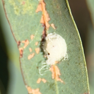 Glycaspis sp. (genus) (Unidentified sugary lerp) at Curtin, ACT - 26 Aug 2024 by Hejor1