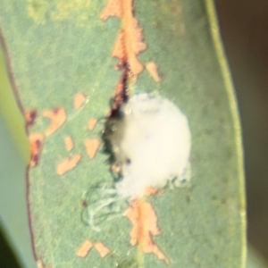 Glycaspis sp. (genus) at Curtin, ACT - 26 Aug 2024