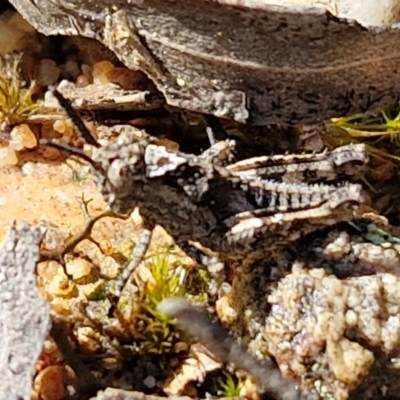 Acrididae sp. (family) (Unidentified Grasshopper) at Goulburn, NSW - 27 Aug 2024 by trevorpreston