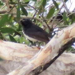 Rhipidura leucophrys (Willie Wagtail) at Yuraygir, NSW - 26 Aug 2024 by lbradley