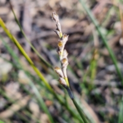 Lepidosperma laterale at Goulburn, NSW - 27 Aug 2024