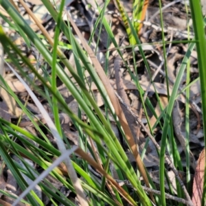 Lepidosperma laterale at Goulburn, NSW - 27 Aug 2024