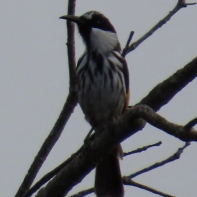 Phylidonyris niger (White-cheeked Honeyeater) at Yuraygir, NSW - 27 Aug 2024 by lbradley