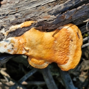 Trametes coccinea at Goulburn, NSW - 27 Aug 2024 10:02 AM