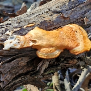 Trametes coccinea at Goulburn, NSW - 27 Aug 2024 10:02 AM