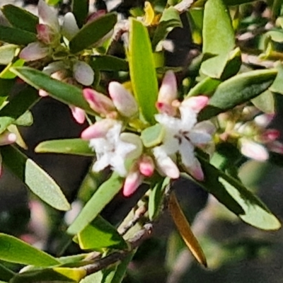 Styphelia mutica (Blunt Beard-heath) at Goulburn, NSW - 27 Aug 2024 by trevorpreston