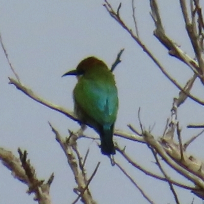 Merops ornatus (Rainbow Bee-eater) at Yuraygir, NSW - 26 Aug 2024 by lbradley