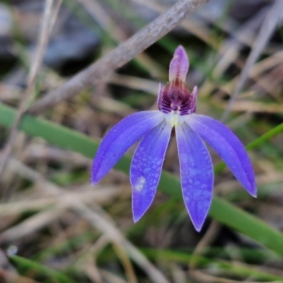 Cyanicula caerulea (Blue Fingers, Blue Fairies) at Goulburn, NSW - 27 Aug 2024 by trevorpreston