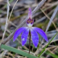 Cyanicula caerulea at Goulburn, NSW - suppressed