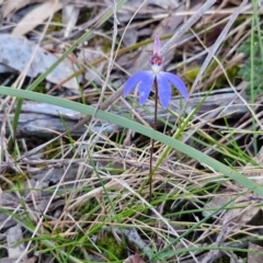 Cyanicula caerulea at Goulburn, NSW - suppressed