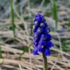 Muscari armeniacum (Grape Hyacinth) at Goulburn, NSW - 26 Aug 2024 by trevorpreston