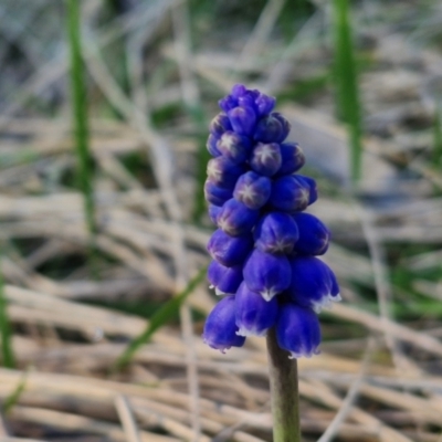 Muscari armeniacum (Grape Hyacinth) at Goulburn, NSW - 27 Aug 2024 by trevorpreston