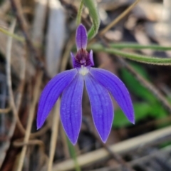 Cyanicula caerulea (Blue Fingers, Blue Fairies) at Goulburn, NSW - 27 Aug 2024 by trevorpreston