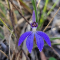 Cyanicula caerulea at Goulburn, NSW - suppressed