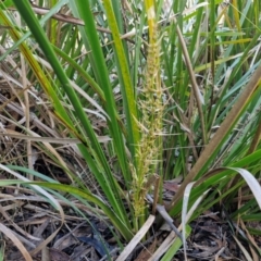 Lomandra longifolia (Spiny-headed Mat-rush, Honey Reed) at Goulburn, NSW - 27 Aug 2024 by trevorpreston