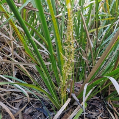 Lomandra longifolia (Spiny-headed Mat-rush, Honey Reed) at Goulburn, NSW - 26 Aug 2024 by trevorpreston