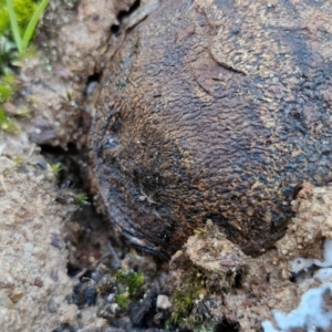 Pisolithus marmoratus at Goulburn, NSW - 27 Aug 2024 09:30 AM