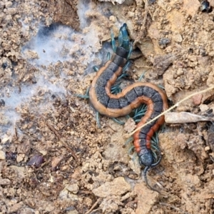 Scolopendra laeta at Kingsdale, NSW - 27 Aug 2024 09:11 AM