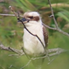 Dacelo novaeguineae (Laughing Kookaburra) at Yuraygir, NSW - 27 Aug 2024 by lbradley