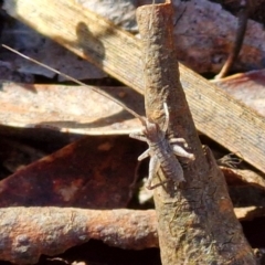 Gryllacrididae (family) (Wood, Raspy or Leaf Rolling Cricket) at Kingsdale, NSW - 27 Aug 2024 by trevorpreston