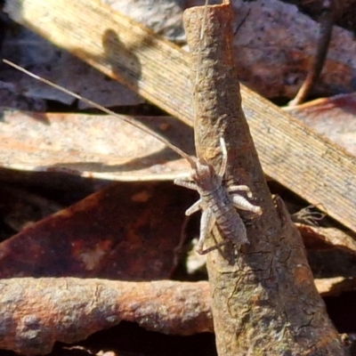 Gryllacrididae (family) (Wood, Raspy or Leaf Rolling Cricket) at Kingsdale, NSW - 26 Aug 2024 by trevorpreston