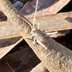 Gryllacrididae (family) at Kingsdale, NSW - 27 Aug 2024 09:08 AM