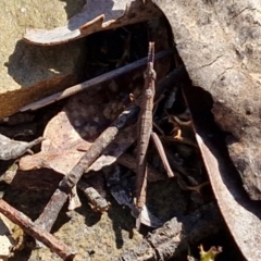 Keyacris scurra (Key's Matchstick Grasshopper) at Kingsdale, NSW - 27 Aug 2024 by trevorpreston