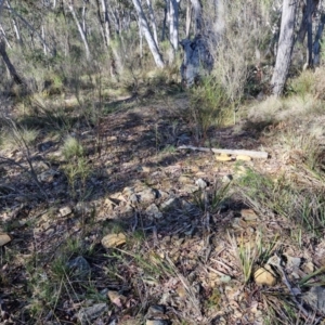 Keyacris scurra at Kingsdale, NSW - 27 Aug 2024