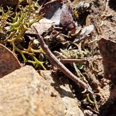 Keyacris scurra at Kingsdale, NSW - 27 Aug 2024