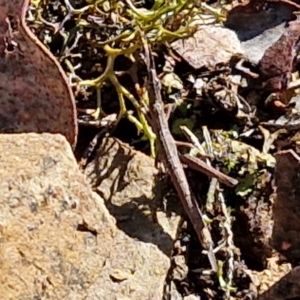 Keyacris scurra at Kingsdale, NSW - 27 Aug 2024