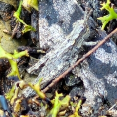 Coryphistes ruricola (Bark-mimicking Grasshopper) at Kingsdale, NSW - 27 Aug 2024 by trevorpreston
