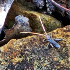 Entomobryomorpha (order) at Kingsdale, NSW - 27 Aug 2024 by trevorpreston