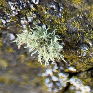 Usnea sp. (genus) at Curtin, ACT - 26 Aug 2024 03:08 PM