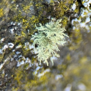 Usnea sp. (genus) at Curtin, ACT - 26 Aug 2024 03:08 PM